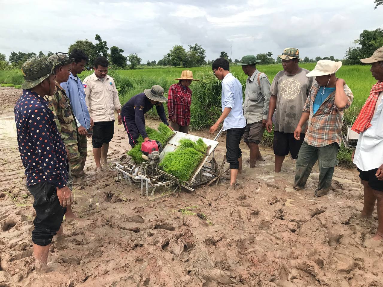 Rice seedlings in the Rumduol Tean Kam AC